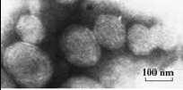 Μικροσκοπικές κύστεις μεμβρανών με ένα ή