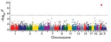 Ηπατικό λίπος (%, adjusted) (AU, adjusted) GWA: Ένα SNP στο γονίδιο της PNPLA3 σχετίζεται με το ηπατικό λίπος, όχι όμως με την αντίσταση στην ινσουλίνη PNPLA3 rs738409[g] (I148M)