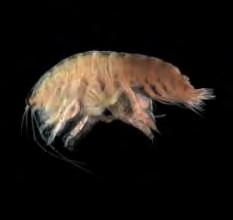39 Οικογένεια : Αmpeliscidae Γένος: Ampelisca 1)Είδος: Ampelisca brevicοrnis (A. Costa, 1853) Εικόνα 9. Ampelisca brevicοrnis (A. Costa, 1853) Πηγή: http://ta.wikipedia.org/wiki/ampelisca_brevicornis.