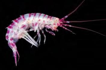 40 Εικόνα 10. Ampelisca gibba G.O. Sars, 1882 Πηγή: http://www.gadgetfreak.gr/wp-content/uploads/2011/04/amphipoda.