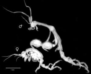 48 7)Είδος: Caprella grandimana (Mayer, 1882) Εικόνα 32. Caprella grandimana (Mayer, 1882) Πηγή: http://cabinanatural.files.wordpress.