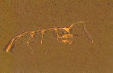jpg Γένος: Parvipalpus Είδος: Parvipalpus major A.