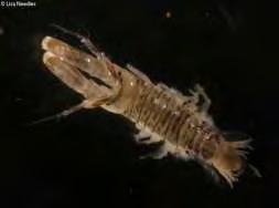 50 Γένος: Pseudoprotella Είδος: Pseudoprotella plasma (Montagu, 1804) Οικογένεια: Colomastigidae Γένος: Colornastrix Είδος: Colornastrix pusila Grube,1861 Οικογένεια: Corophidae Γένος: