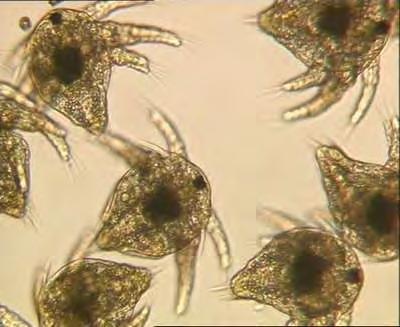 51 2)Είδος: Corophium acutum Chevreux, 1908 3)Είδος: Corophium insidiosum (Crawford, 1937) 4)Είδος: Corophium minimum Shiecke, 1979 5)Είδος: Corophium orientale Schellenberg, 1928 Εικόνα 36.
