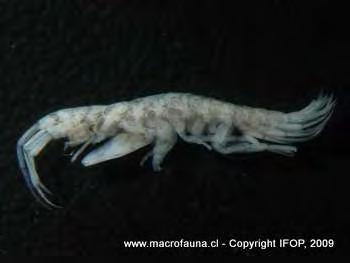 52 Εικόνα 37. Ericthonius brasiliensis Πηγή: http://www.macrofauna.cl/fi/imgs/ericthonius_brasiliensis.