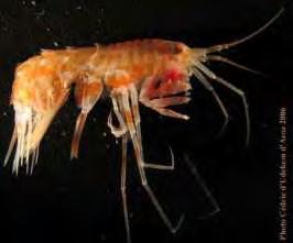 55 Εικόνα 14. Rhachotropis grimaldii (Chevreux, 1888) Πηγή: http://content60.eol.org/content/2010/12/04/02/27710_580_360.