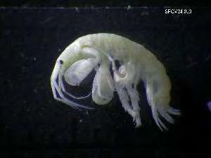 58 3)Είδος: Gammarus subtypicus Stock, 1966 Γένος: Maera 1)Είδος: Maera ariadne (Krapp, Marti & Ruffo, 1996) 2)Είδος: Maera grossimana (Montagu, 1808) 3)Είδος: Maera inaequipes (A. Costa) Εικόνα 17.