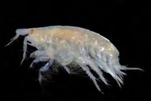 60 Οικογένεια: Haustoriidae Γένος: Bathyporeia 1)Είδος: Bathyporeia guilliamsoniana (Bate, 1857) Εικόνα 19. Bathyporeia guilliamsoniana (Bate, 1857) Πηγή:http://upload.wikimedia.