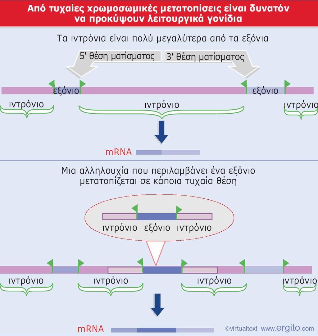 Εξζλιξθ μζςω ανακατάταξθσ εξονίων (1/2) Εικόνα 5: Ζνα εξόνιο το οποίο, μαηί με τισ πλευρικζσ αλλθλουχίεσ που