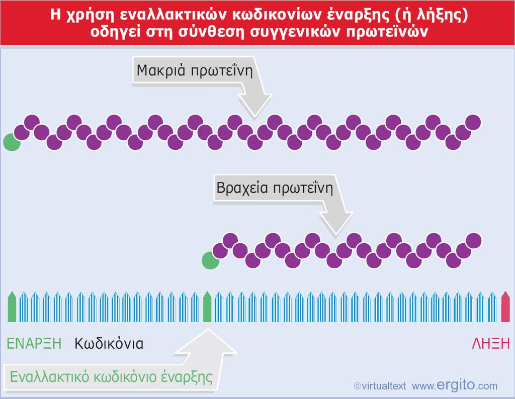 φνκετθ Μεταγραφικι Μονάδα (7/9) Εναλλακτικά κωδικόνια ζναρξθσ μετάφραςθσ Εικόνα 11: Από τθν ζκφραςθ