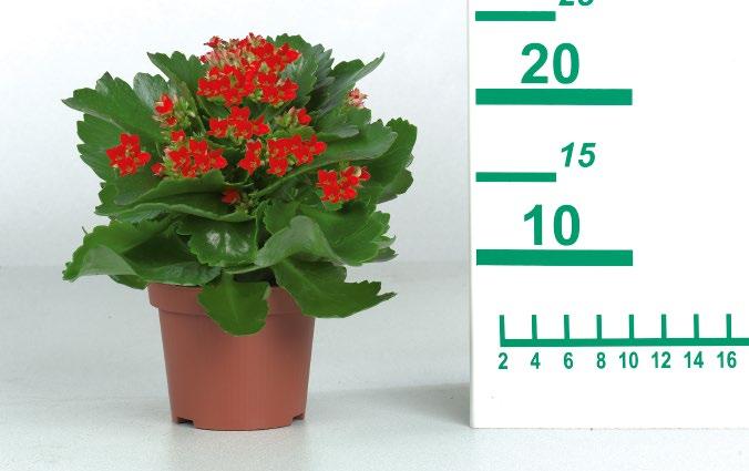 AΠΟ ΠΕΜΠΤΗ 04.01. Καλαγχόη Ύψος: 12-16cm Κάθε τεμ. 0. 99 Διάφορα παχύφυτα Ύψος: 16-22cm Εσωτερικού χώρου Κάθε τεμ.