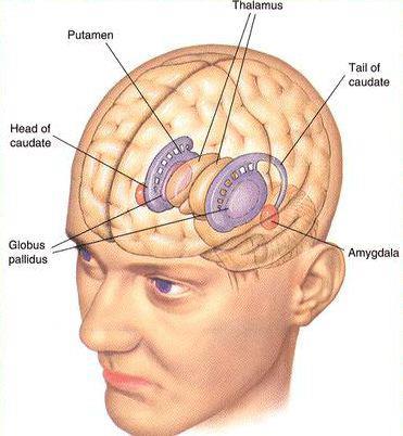 The striatum Kερκοφόρος