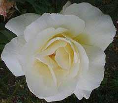 Ποικιλία: MOUNT SHASTA Είδος: Tea Rose (Υβρίδια Τσαγιού) Χρώμα: Λευκό Περιγραφή: Υπέροχο λευκό-κρεμ τριαντάφυλλο με ωραίο άρωμα. Μεγάλα, διπλά άνθη με 17-25 πέταλα και διάμετρο 11 εκ.