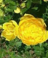 Ποικιλία: GOLDEN DELIGHT Είδος: Poliantha Rose (Φλοριμπούντα - Υβρίδια Πολύανθα) Χρώμα: Κίτρινο Περιγραφή: Πολύ