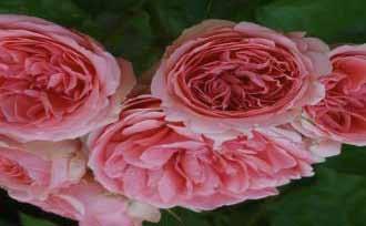 Ποικιλία: KIMONO Είδος: Poliantha Rose (Φλοριμπούντα - Υβρίδια Πολύανθα) Χρώμα: Ρόζ Περιγραφή: Μικρής έως μέσης