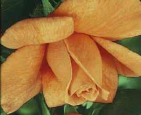 Ποικιλία: SULTAN Είδος: Tea Rose (Υβρίδια Τσαγιού) Περιγραφή: Κόκκινο-κίτρινος χρωματισμός. Απαλό άρωμα.