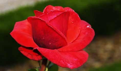 Ποικιλία: BERMUDA Είδος: Tea Rose (Υβρίδια Τσαγιού) Περιγραφή: Αρωματική ποικιλία με υπέροχο πορτοκαλί-κόκκινο χρώμα.
