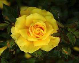 Ποικιλία: CASANOVA Είδος: Tea Rose (Υβρίδια Τσαγιού) Περιγραφή: Ποικιλία απαλού κίτρινου χρώματος και διακριτικού αρώματος.