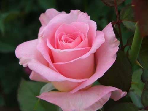 Ποικιλία: TIFFANY Είδος: Tea Rose (Υβρίδια Τσαγιού) Περιγραφή: Μαγευτικός ροζ χρωματισμός με κίτρινους τόνους.