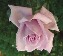 Ποικιλία: TANNACHT Είδος: Tea Rose (Υβρίδια Τσαγιού)