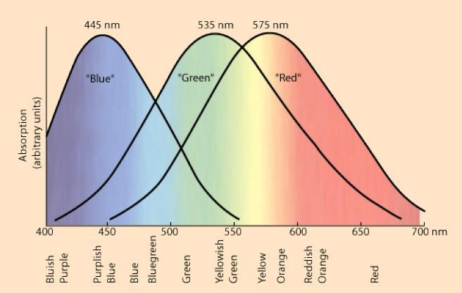 Φασματική απόκριση των κώνων Τριχρωμία Αξίωμα της τριχρωμίας Τρια μόνο βασικά χρώματα χρειάζονται για την αναπαράσταση κάθε