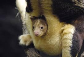 Marsupial = Mammifère