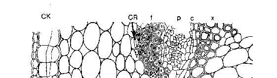 rastlinska tkiva in kakovost bela detelja: anatomska zgradba stebla CK kambij CR kristali Ca