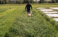 travna ruša: pridelek zelinja povprečje za Slovenijo 5 t/ha (3,2 t/ha leta 2003)