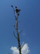 Centaurea) Cichoriaceae (Cichorium, Taraxacum, Crepis,