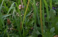 glomerata Lolium perenne Taraxacum