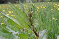 travna ruša: indikatorske rastline
