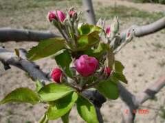 Καρπός Μήλο (ψευδής καρπός) Σχήµα σφαιρικό έως κωνικό Σάρκα τραγανή ή