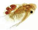 Tugevalt eutroofses Võrtsjärves kaalus keskmine vesikirbuline peaaegu kolm korda vähem (8 µg) kui Peipsis; perekond Daphnia