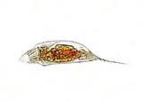 Zooplankton 285 Trichocerca capucina Keratella cochlearis Conochilus hippocrepis Kellicottia longispina Asplanchna priodonta Polyarthra dolichoptera Keriloomad.