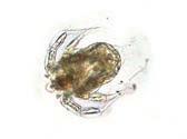 286 Zooplankton Aerjalgsed (Copepoda) arenevad moondega. Munast koorub veidi täid meenutav vähikvastne ehk nauplius, kellest areneb juba rohkem täiskasvanud loomaga sarnanev kopepodiit.