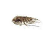 Zooplankton 287 sobimatud sinivetikad elimineerivad suuremad vetiktoidulised aerjalgsed. See protsess on juba toimunud tugevalt eutroofses Võrtsjärves, kus E.