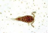 Maistoktoobrini varieerus nende arvukus vahemikus 28 000 133 000 is. m 3, biomass 0,321 0,776 g m 3 ; keskmised näitajad olid vastavalt 93 000 is. m 3 ja 0,555 g m 3.