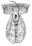 288 Zooplankton zooplankter (Muck & Lampert, 1984), kelle arvukus hakkab vähenema, kui vee klorofüllisisaldus ületab 6 mg m 3 (Rognerud & Kjellberg, 1984).