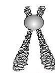 Lizozomet C. Centrozomet D. Ribozomet 25. Si quhet kromozomi kur njëri krah i tij është më i madh ndërsa tjetri krah është shumë më i vogël?. Submetacentrik B. krocentrik C. Metacentrik D.