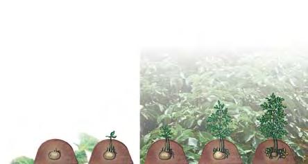 28 K a r t u p e ļ i 2008 Galda kartupeļu šķirņu salīdzinājumu rezultāti SIA Aloja Agro 2007. gadā Galda kartupeļu šķirņu salīdzinājumu rezultāti SIA Aloja Agro 2007.