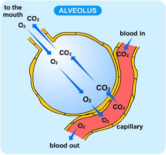 Βιολογικός ρόλος του CO2 Το CO2είναι τελικό προϊόν του μεταβολισμού των οργανισμών που παίρνουν την ενέργειά τους από τη διάσπαση παρουσία οξυγόνου, των σακχάρων, των λιπών και