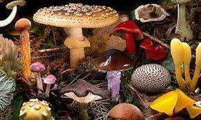 ΕΥΕΡΓΕΤΙΚΕΣ ΙΔΙΟΤΗΤΕΣ Ο όρος «φαρμακευτικά» μανιτάρια ("medicinal mushrooms") αναφέρεται στην σύγχρονη παγκόσμια βιβλιογραφία σε μανιτάρια τα οποία έχουν από την αρχαιότητα χρησιμοποιηθεί στην