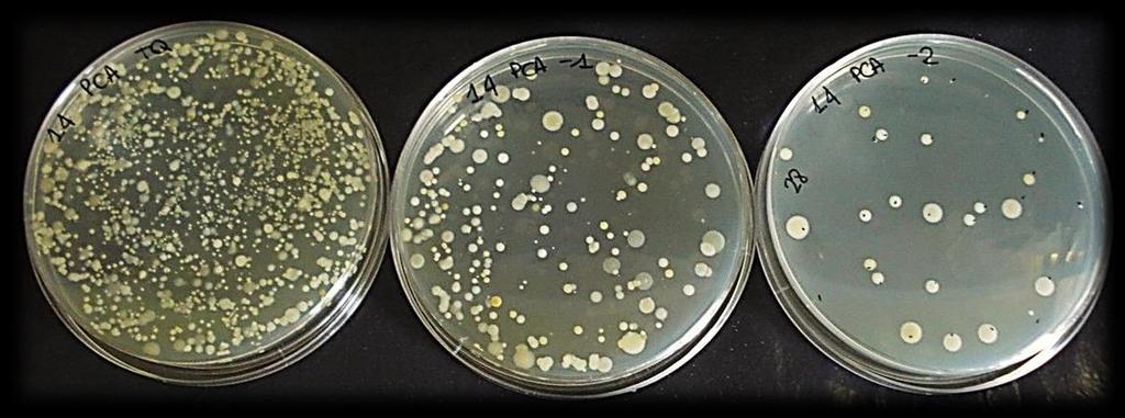 4.2.2 Καταμϋτρηςη Αποικιών (Colony Count) Όλα τα τρυβλύα εξετϊςτηκαν οπτικϊ για τα τυπικϊ και μορφολογικϊ