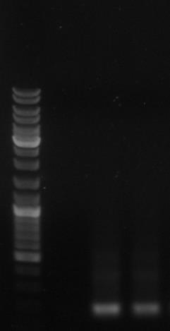 1 Nr cytochrome P450 4g15-like (Bombus terrestris) Unigene 22894 GO:0046872,me tal ion binding/ GO:0016491, oxidoreductase activity/ GO:0016020, 1x10-126 AEK21806.