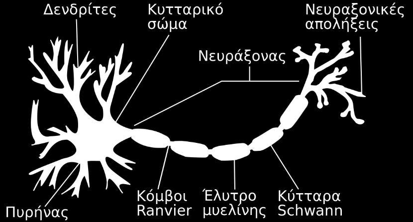 Κάθε κύτταρο-νευρώνας αποτελείται από ένα κυτταρικό σώμα που με τη σειρά του αποτελείται από τον πυρήνα, πολυάριθμα οργανίδια και μια ή περισσότερες αποφυάδες οι οποίες χωρίζονται σε δύο κατηγορίες: