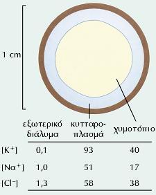 Διασχίζοντας την κυτταροπλασματική