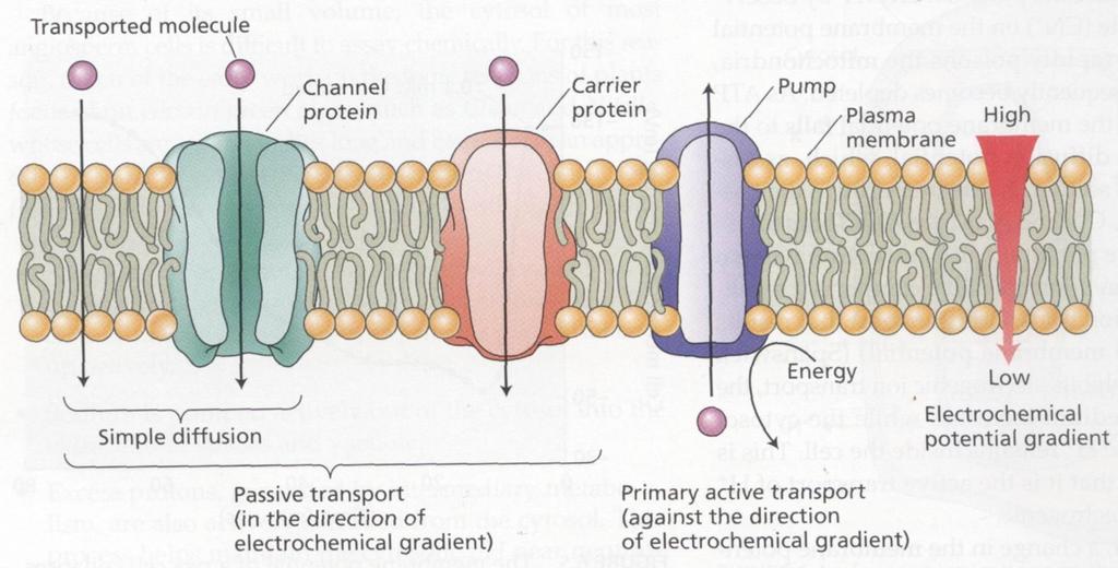 Πρωτεΐνες μεταφοράς διαμέσου της κυτταροπλασματικής