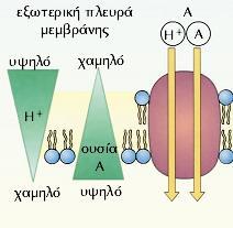 Πώς εισέρχονται οι διάφορες ουσίες Κ + : με