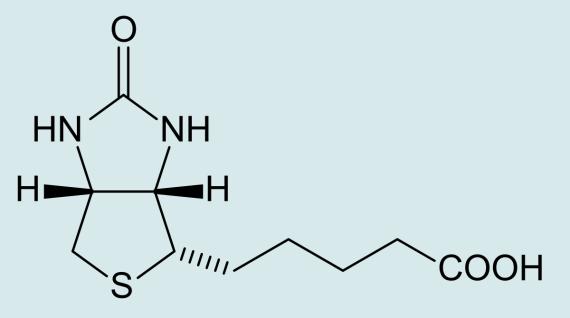 Sl.22. Strukturni izgled biotina (Electrophoresis 26 (3) (2005): 501 10) 5. Inžinjerstvo tkiva Korišćenjem nanotehnologija moguće je i u oblasti tzv.