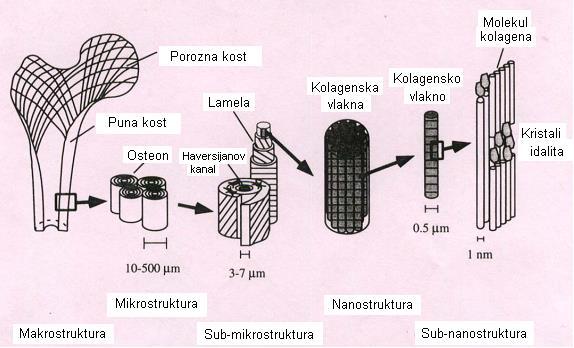Mikrostrukturu kanceluozne kosti čine sinusno uvijene lamele nepravilne forme, a kortikalne kosti, lamele cilindričnog oblika. Dubinski mikrostruktura kosti je diferencirana na 6-7 nivoa. Sl.